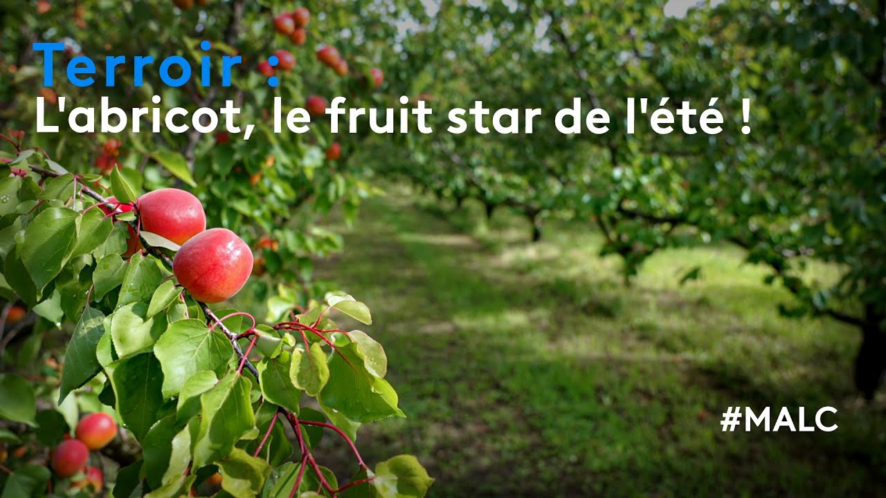 Terroir : l'abricot, le fruit star de l'été !