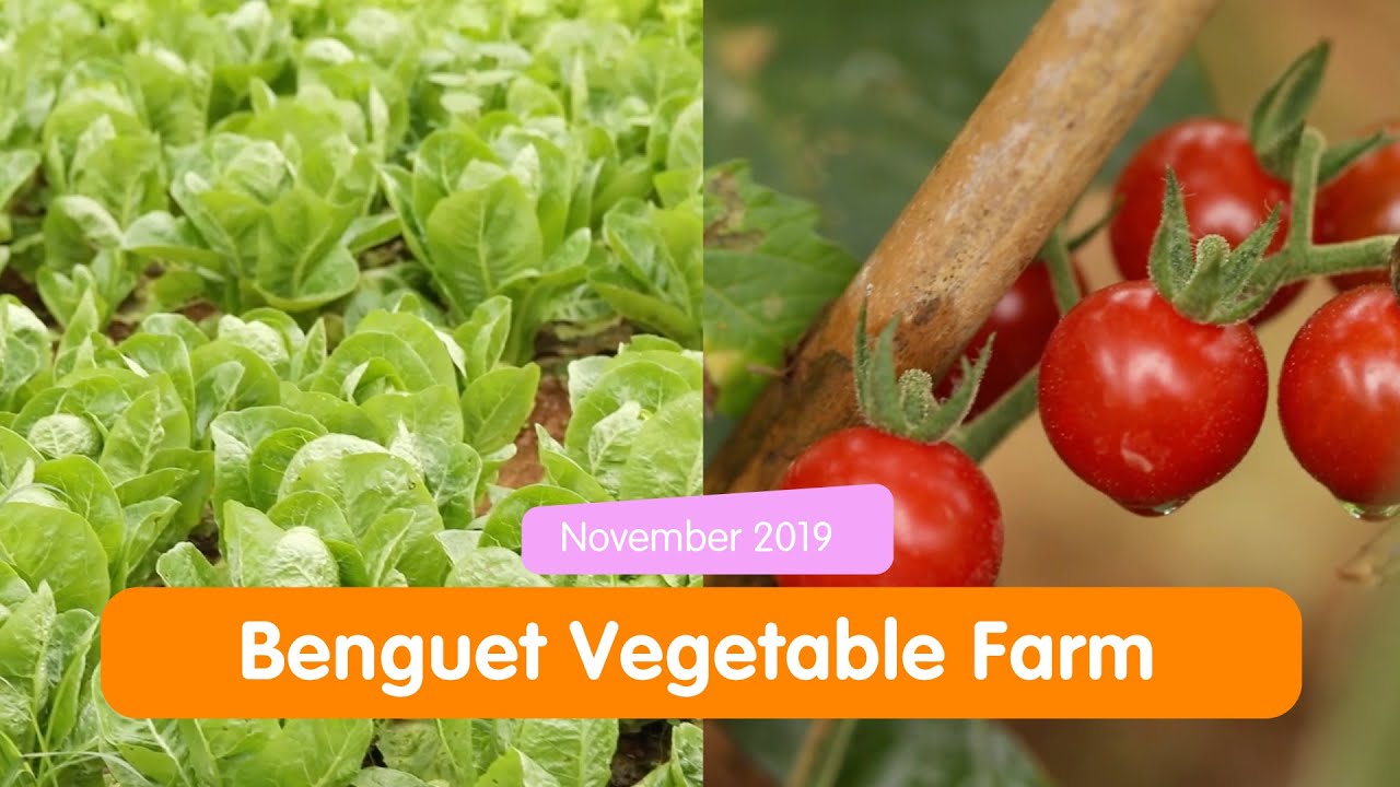 Benguet Vegetable Farm | Googlygooeys