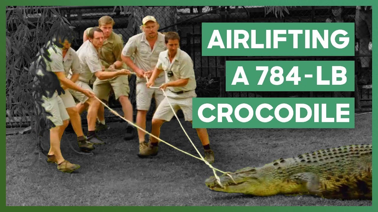 Airlifting A 784-LB CROCODILE | Crikey! It's The Irwins