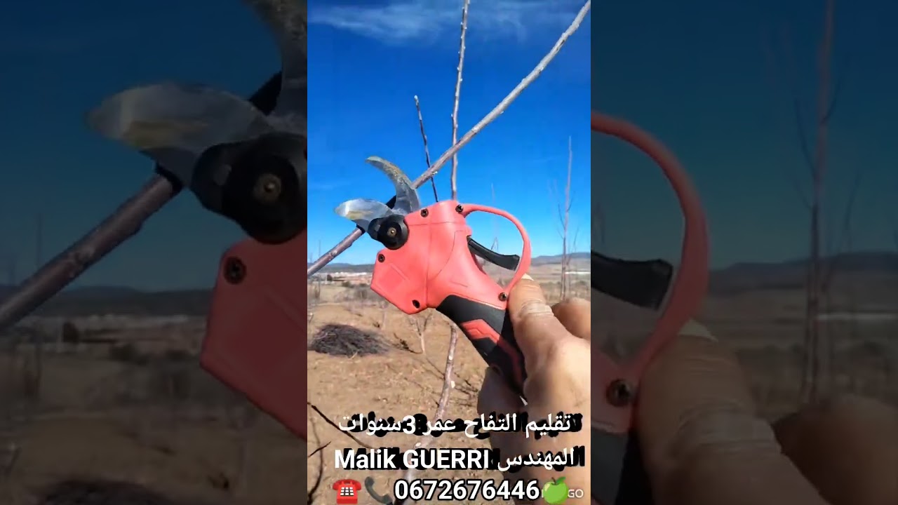 تقليم التفاح عمر 3سنوات على الشكل الكأسي من أجل ضمان إستمرار النمو الخضري للفرع الاساسي