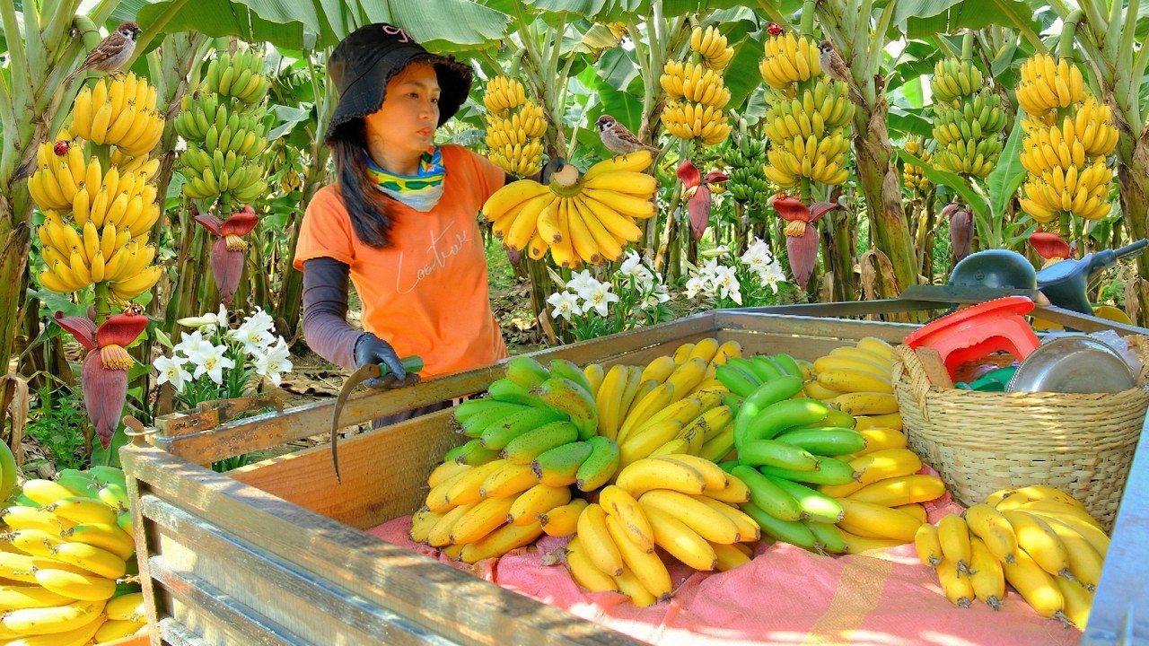 Harvest A Cart Of Banana Go To The Market To Sell - Cook - Garden, Raise Animals