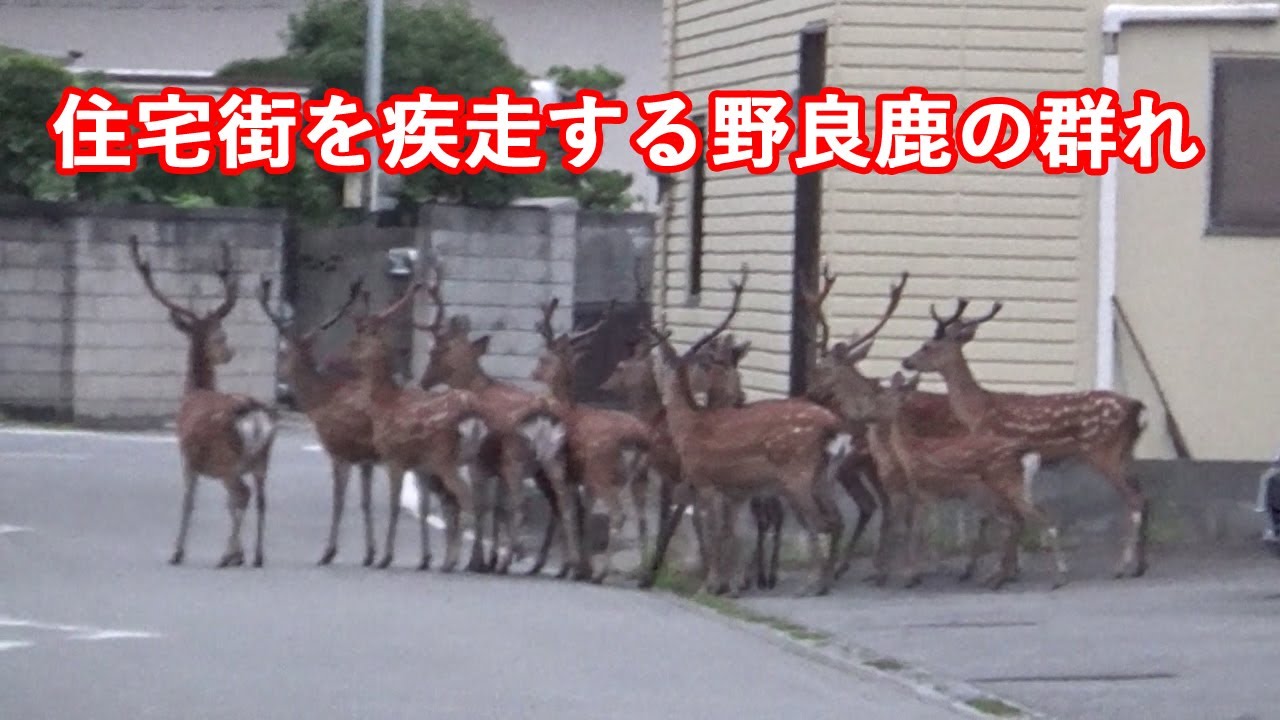 熊見で熊を見ずに鹿を見た【姫路】【JRはりま勝原駅】