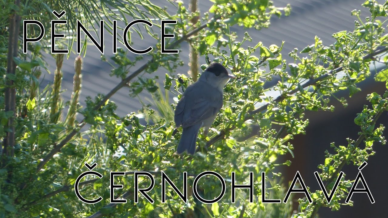 Pěnice Černohlavá / Eurasian Blackcap (Sylvia atricapilla)
