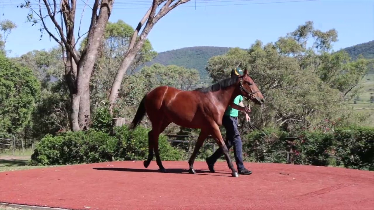 MM26 Lot 284 - Anamoe x Fleet Dove