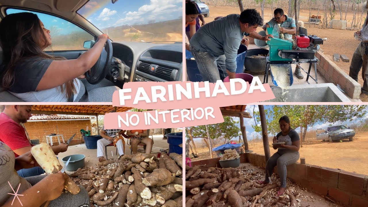 FOMOS PARA UMA ARRANCA DE MANDIOCA NA ROÇA