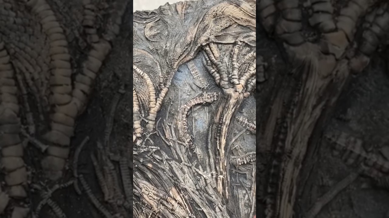 I can’t believe this fossil surprise, a true natural wonder!🤔