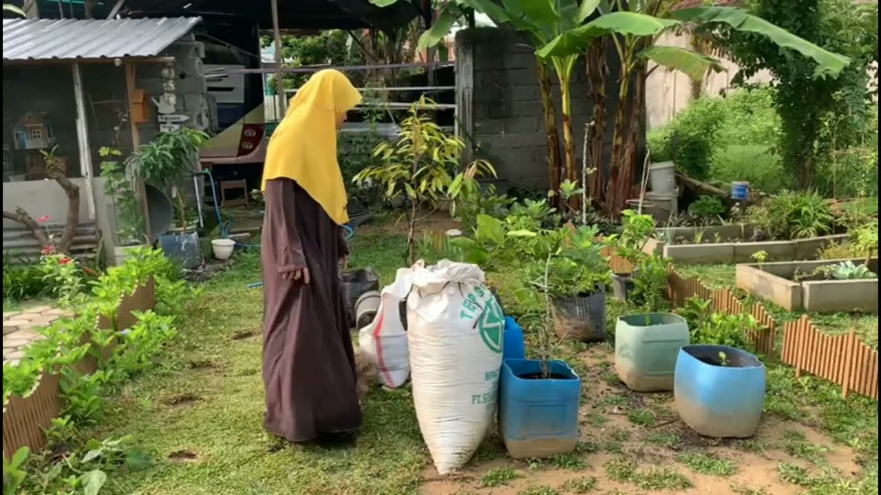 Berkebun di belakang rumah sambil ternak ayam sangat menyenangkan 
