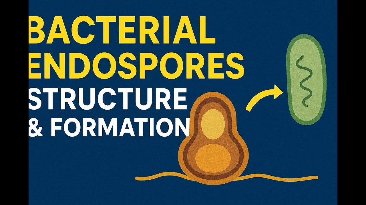 Bacterial Endospores: Structure, Formation, and Germination Explained