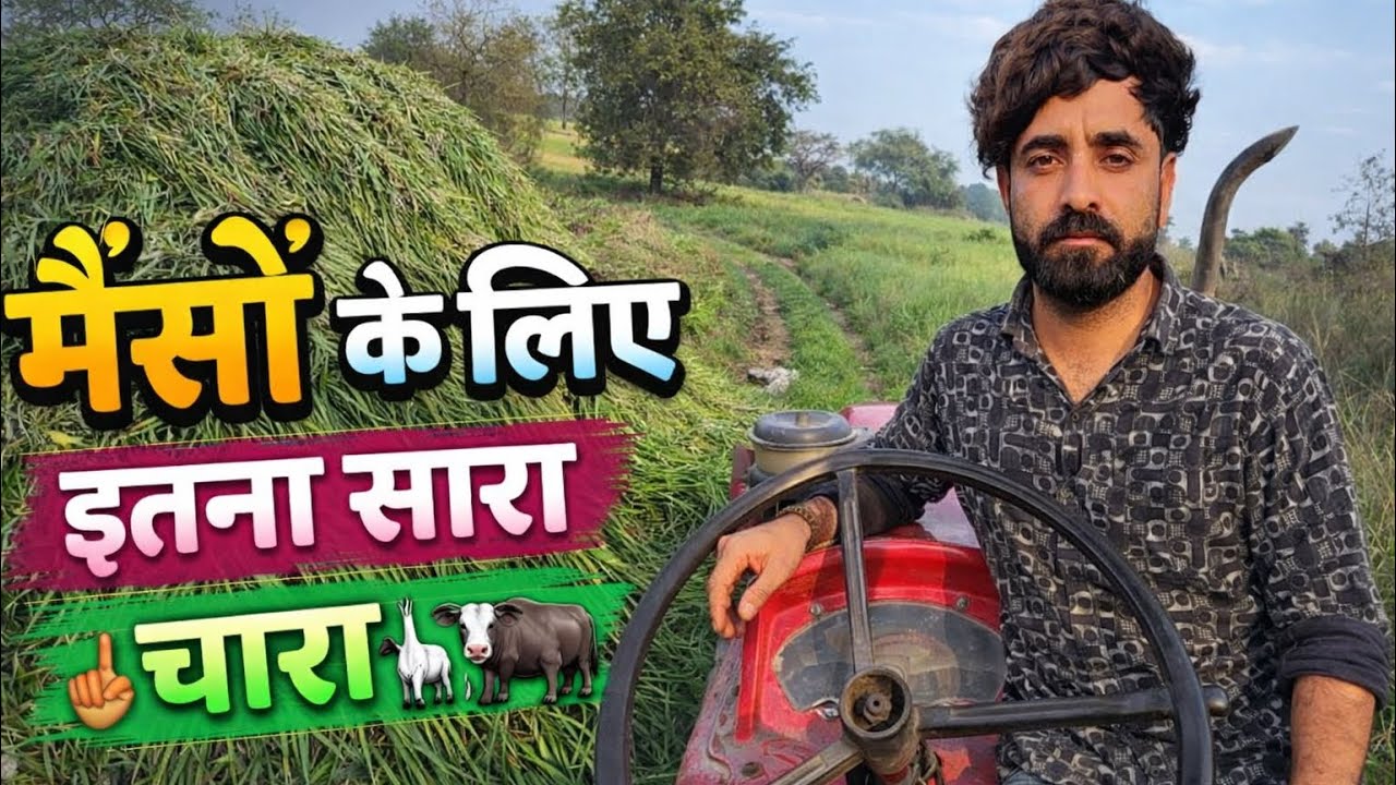  ट्रैक्टर से भैंसों के लिए चारा लेने गया 🚜🐃 | Village Life with Tractor