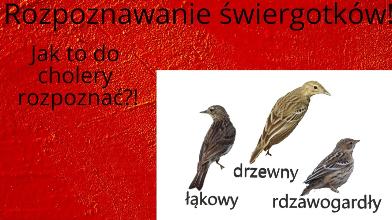 Jak to do cholery rozpoznać?, czyli rozpoznawanie świergotka łąkowego, drzewnego i rdzawogardłego.