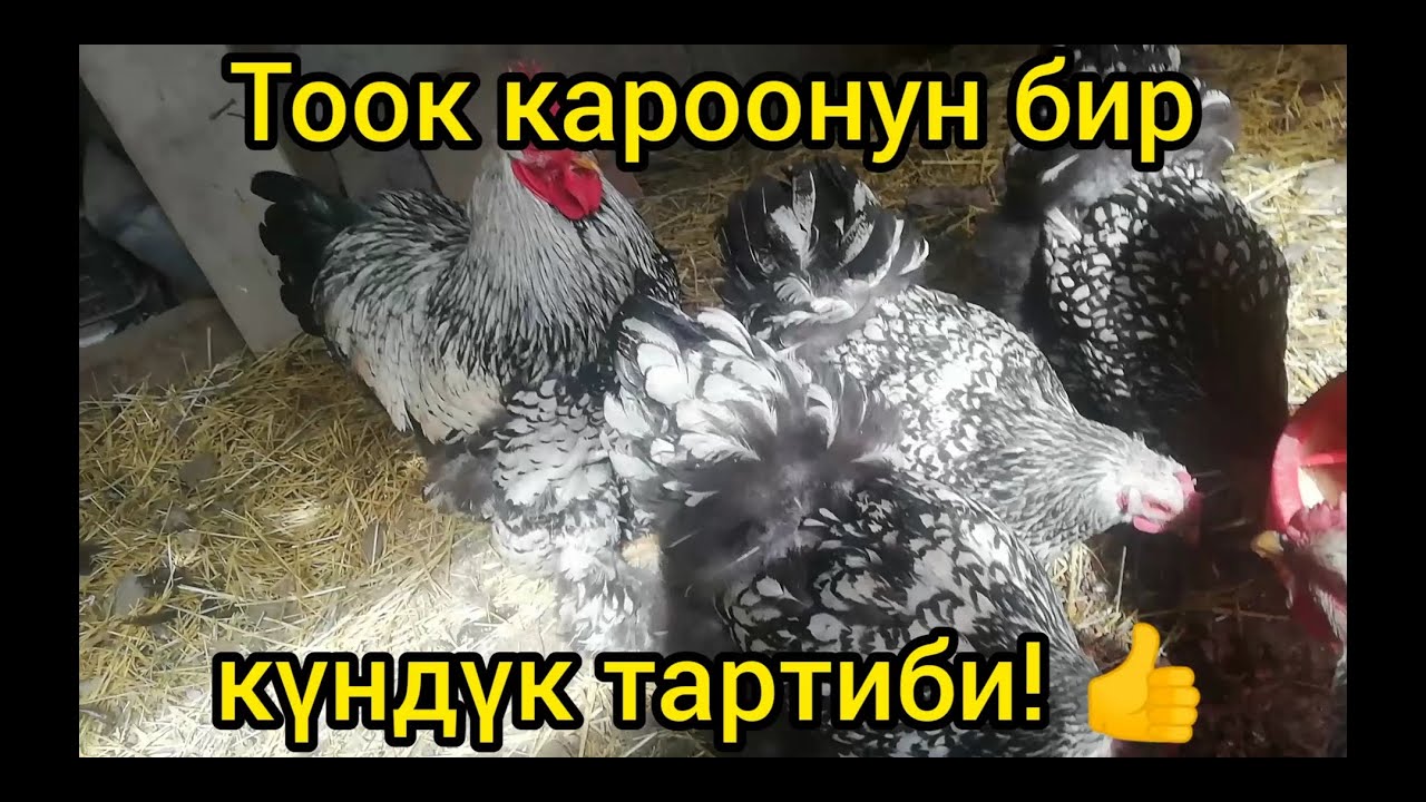 Көп жумуртка берсин жана оорубасын десеңиз! Бул тажрыйба ашыктык кылбайт.