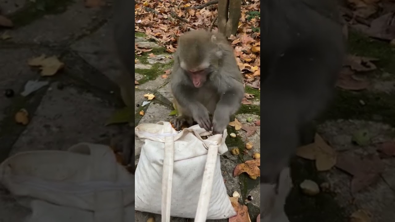 Monkey Life 420