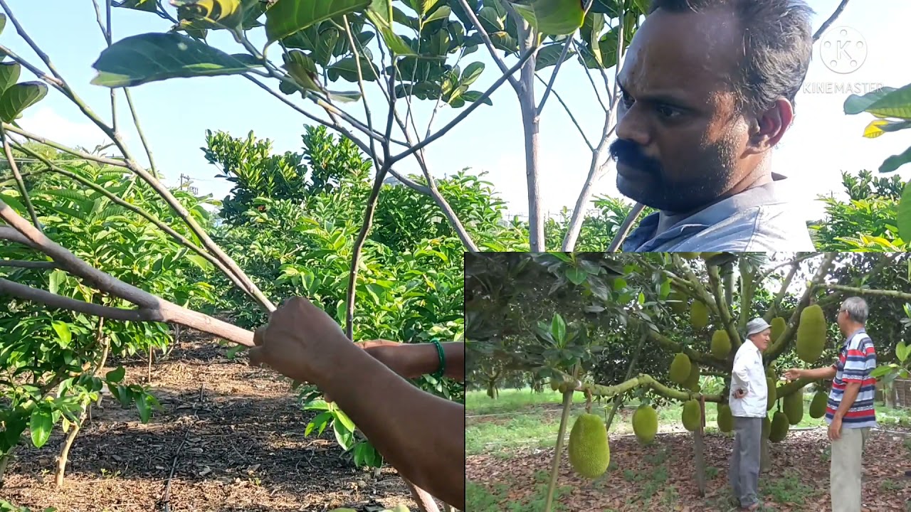 Jackfruit Tree Lateral Branches Training / Pruning - Minimise Post Harvest Losses & Maximize Yield