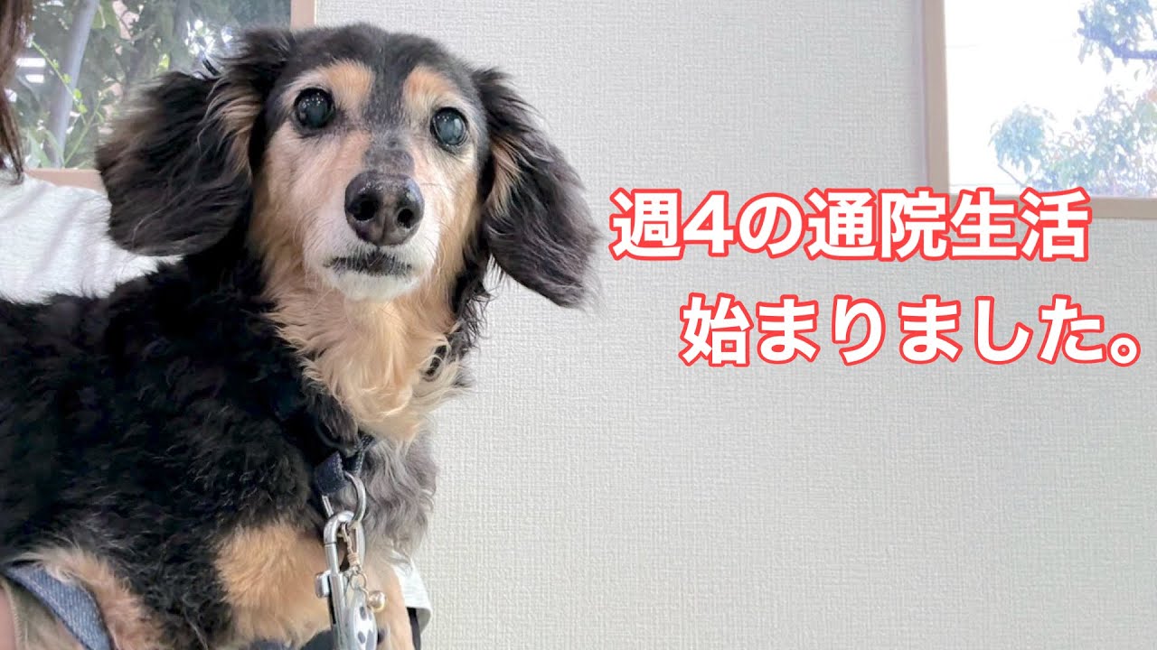 【ダックスフンド】慢性腎臓病（腎不全）ステージ4！終末期における緩和ケアへ・・・。