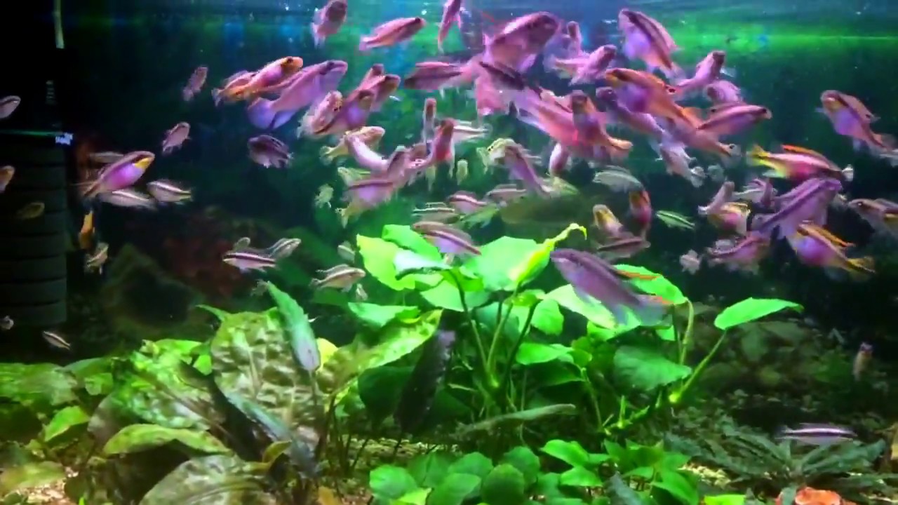 Pelvicachromis pulcher RED