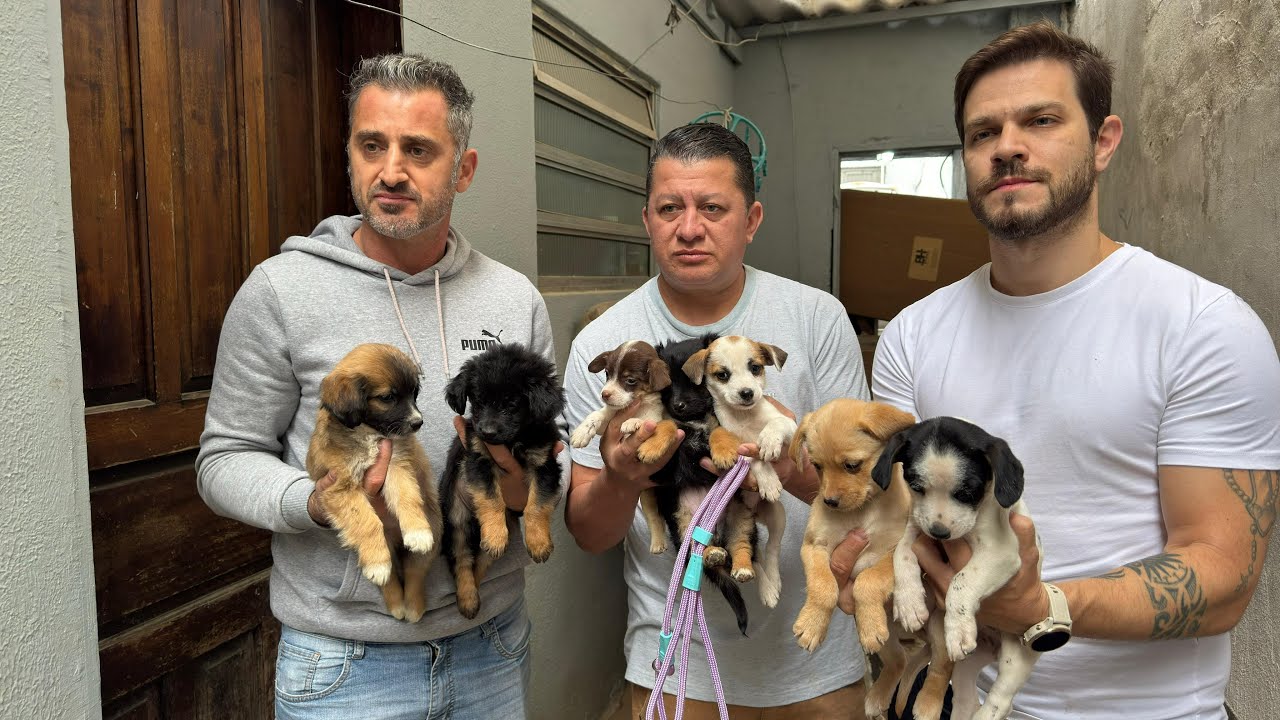 Entre sujeira e agressõ3s… AGORA ELES ESTÃO SEGUROS! 🫡🐶