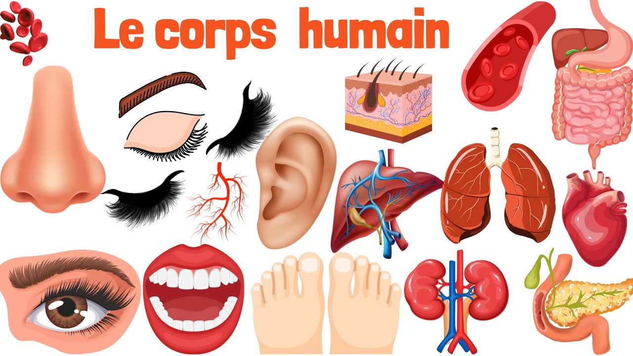 le  Corps Humain : Tout ce que Vous Devez Savoir.