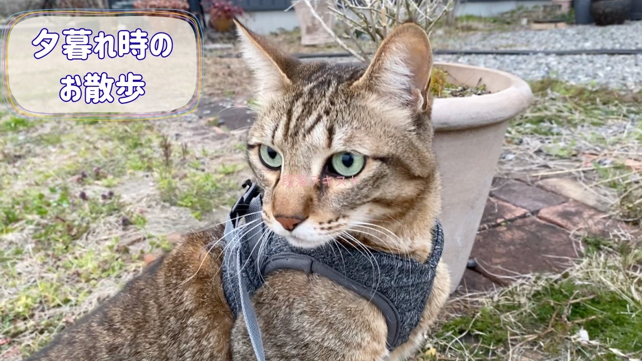 夕方になると散歩に行きたがる猫とちょこっと散歩🐾＃猫のいる暮らし＃キジトラ猫＃散歩