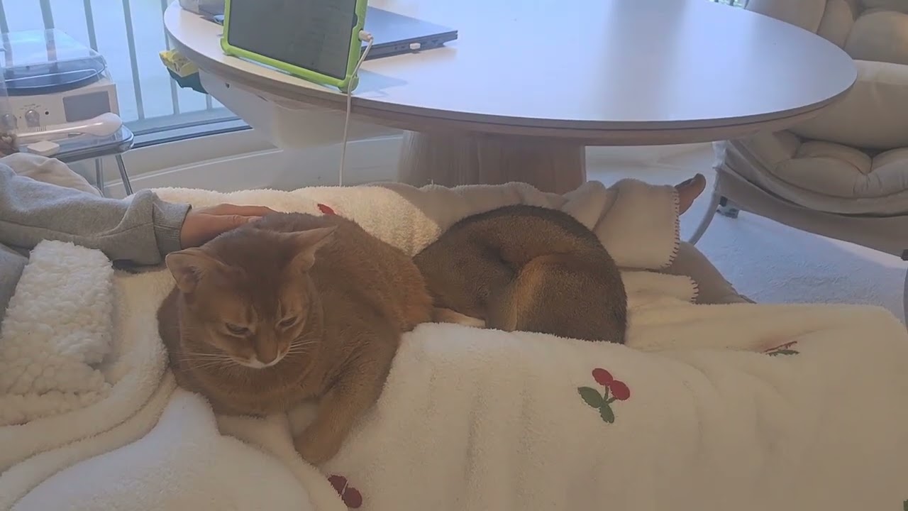 마음이 편해지는 고양이영상 🐈🐈ㅣ 잠이 쏟이지는 고양이 영상🐱🐱ㅣ 퇴근 후 휴식 ㅣ무릎냥이