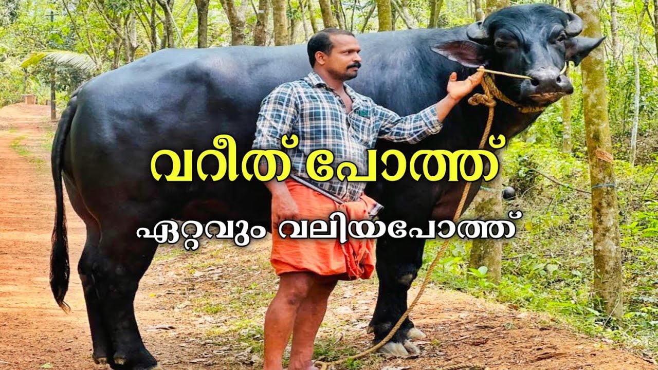റെക്കോർഡ് വലിപ്പത്തിൽ കോഴിക്കോട് വറീത് പോത്ത് bull 