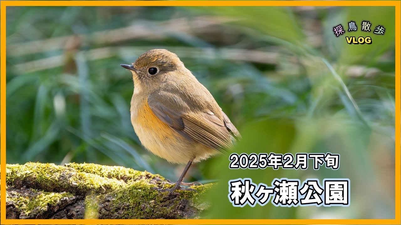 【探鳥散歩 VLOG】久々に秋ヶ瀬公園で探鳥してきました