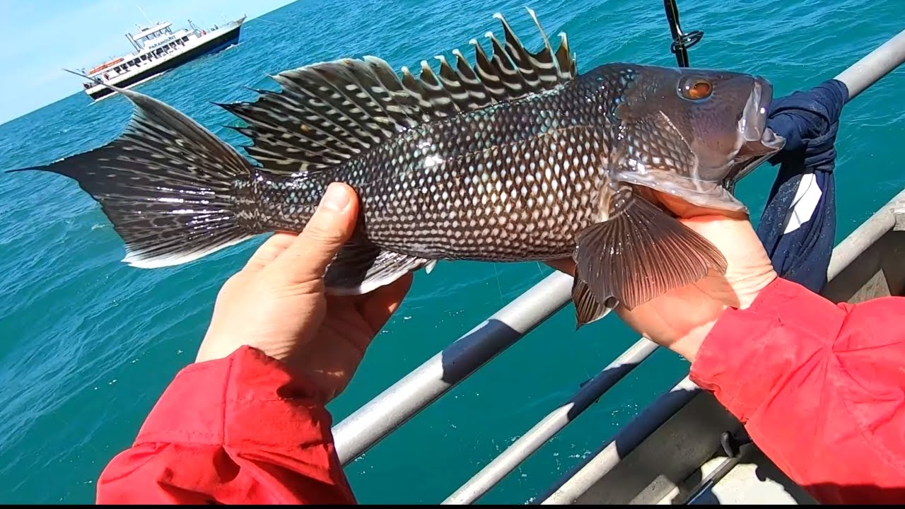 NJ Boat fishing for Black Sea Bass, Dauntless, Point Pleasant, New Jersey 5/25 2022