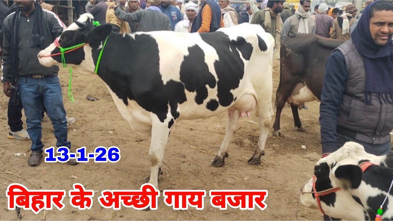 जग्गू भाई के गाय का जाने डिटेल जरूआ पशु मंडी वैशाली बिहार से किसान भाईयों. JARUA PASHU MANDI // COW 