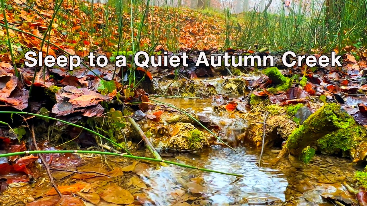 Autumn Forest Creek & Birdsong 🍂 Gentle Water Sounds for Deep Sleep and Calm Nights