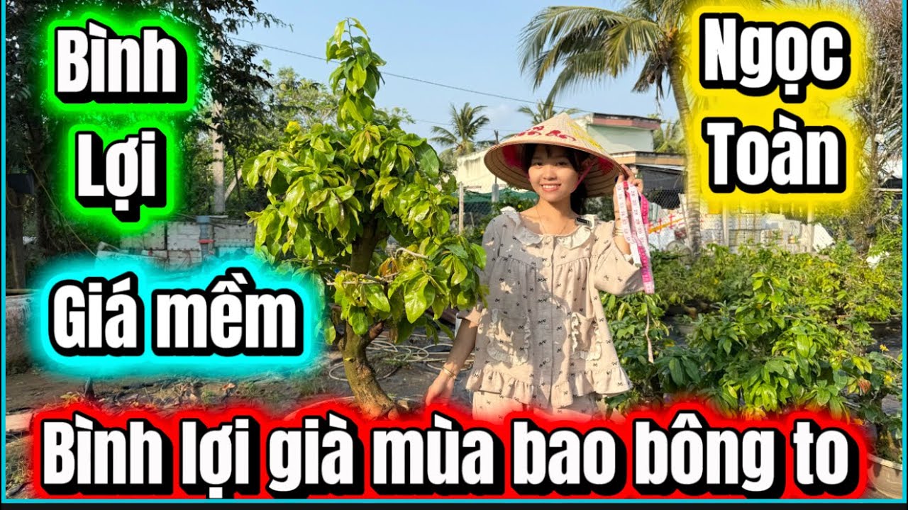💥18/3☎️0373919774 -NGUYỆT NHI ☎️mai già mùa hàng đôn rùi bình lợi-Ngọc toàn 