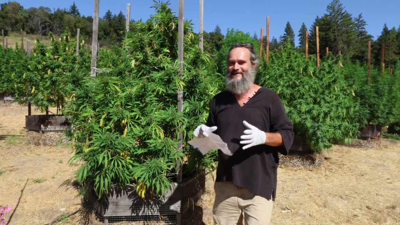 LA LI&Ntilde;A - Mexican Heirloom  HARVEST & PLANT REVIEW