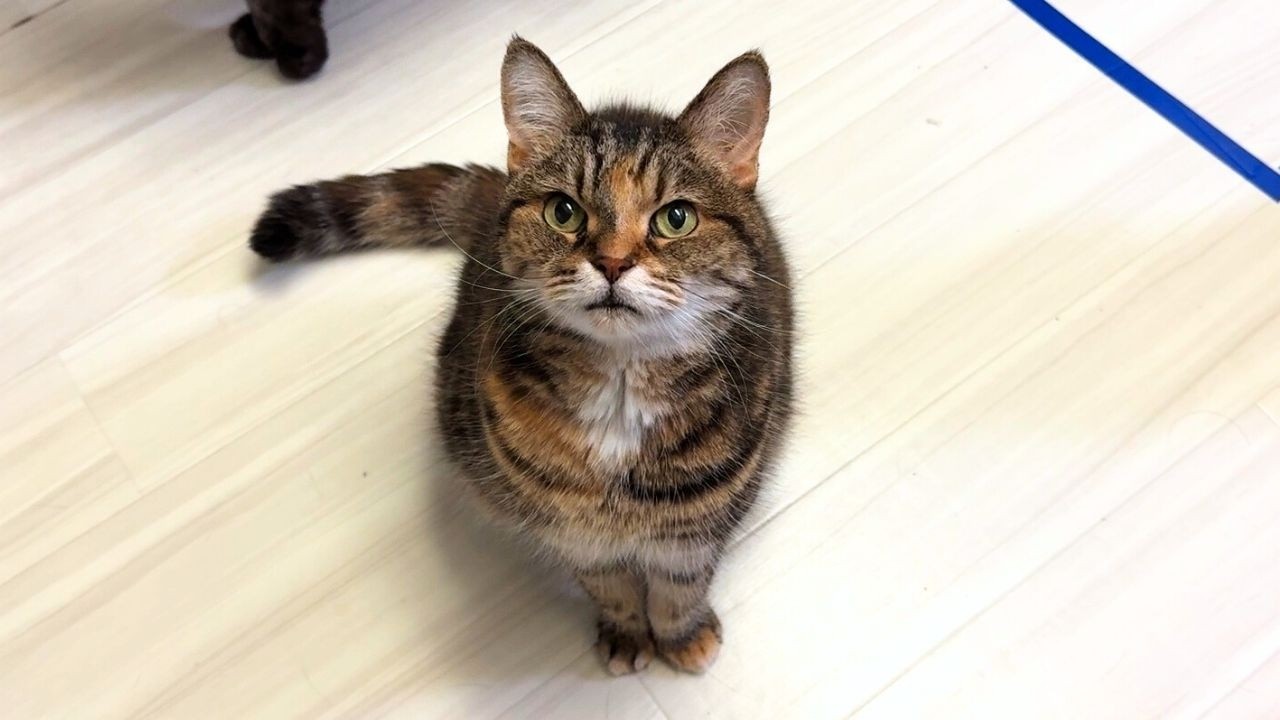 猫さんの晩飯の流儀　Cat's dinner