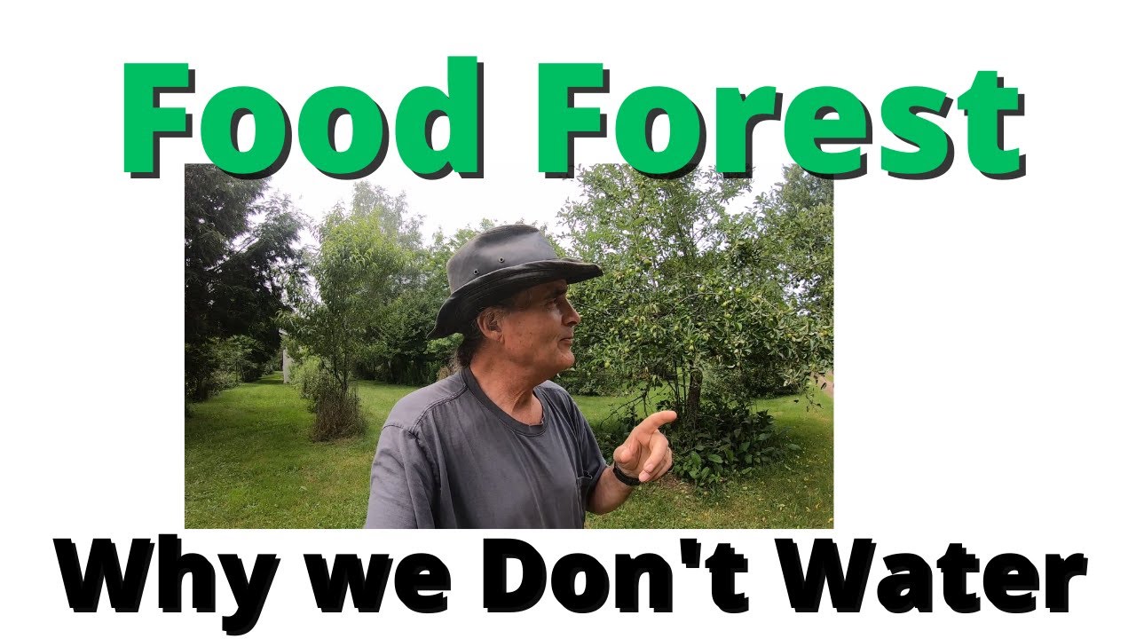 Why we don't water the food forests