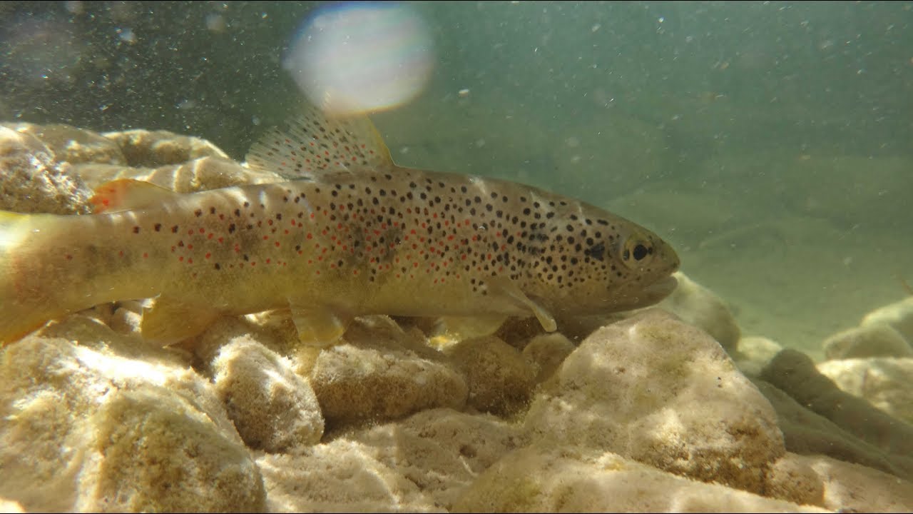 Pêche au toc à la recherche du paradis