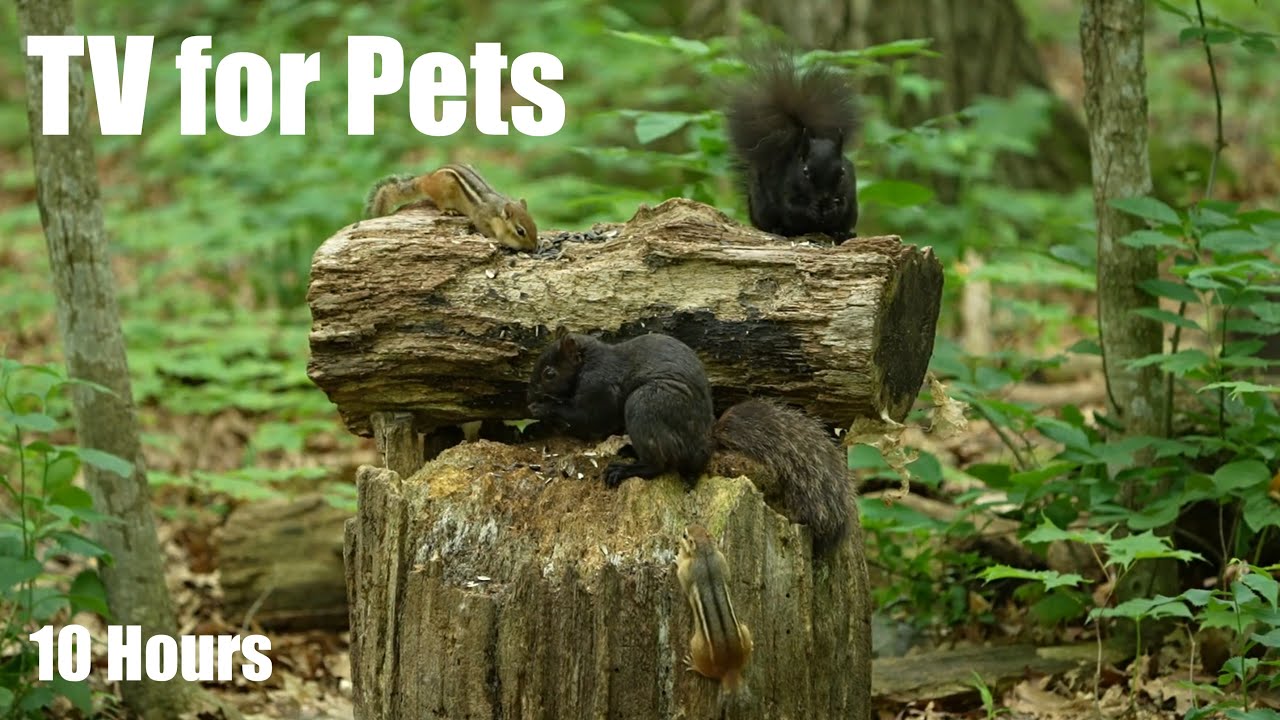 Black Squirrels, Chipmunks and Birds in the Forest - 10 hour Cat TV for Pets 😺 - Jun 27, 2025