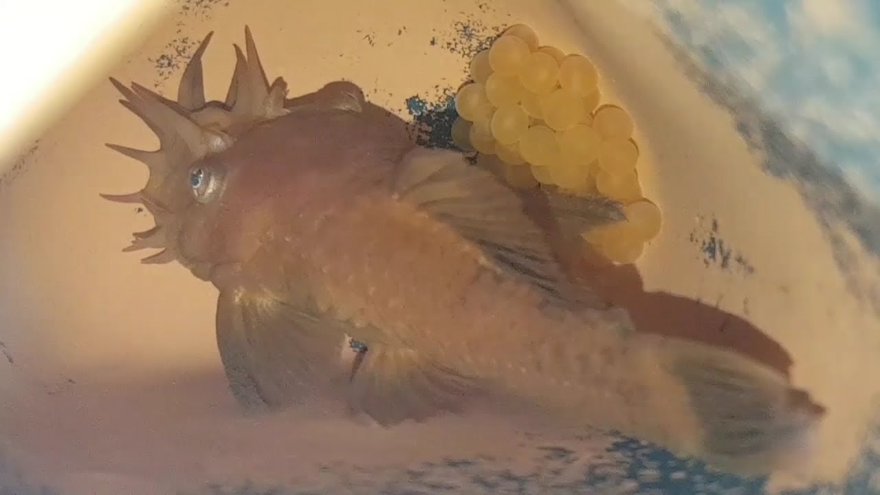#37 Moje ABC rozmnażania zbrojników Ancistrus sp. (glonojadów)