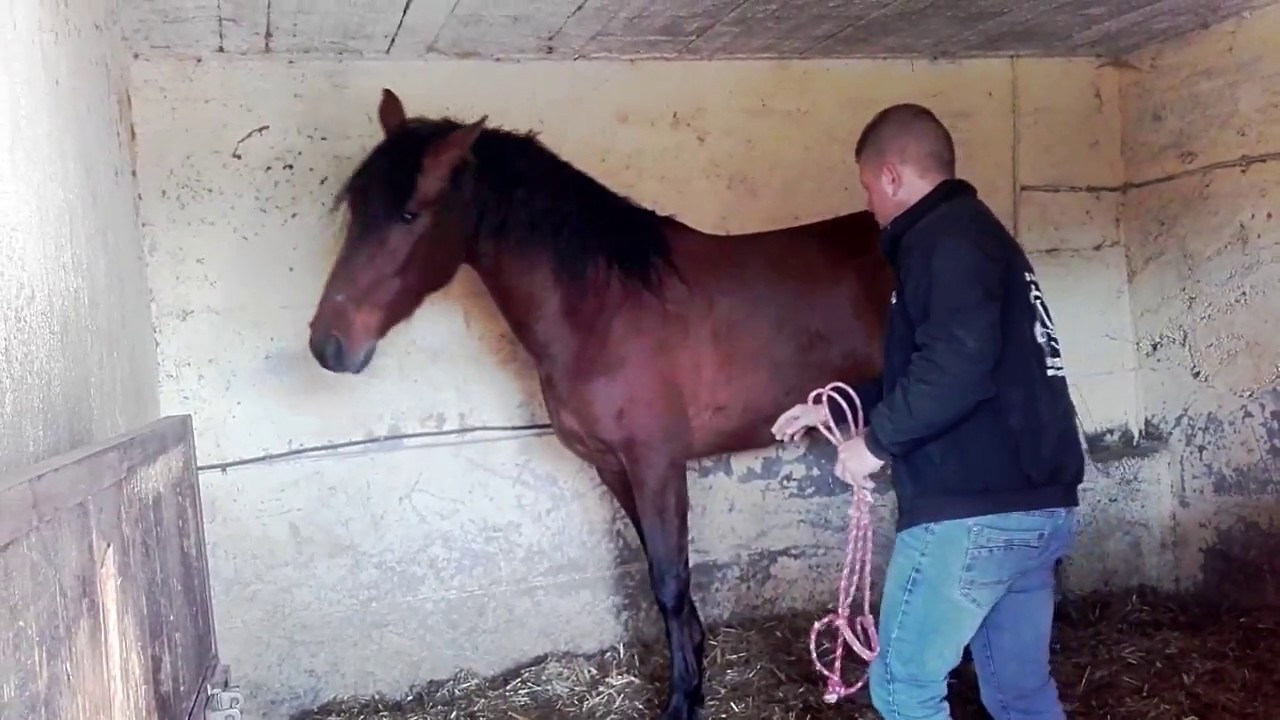 Antonio Di Santo -  Rieducazione di un cavallo traumatizzato