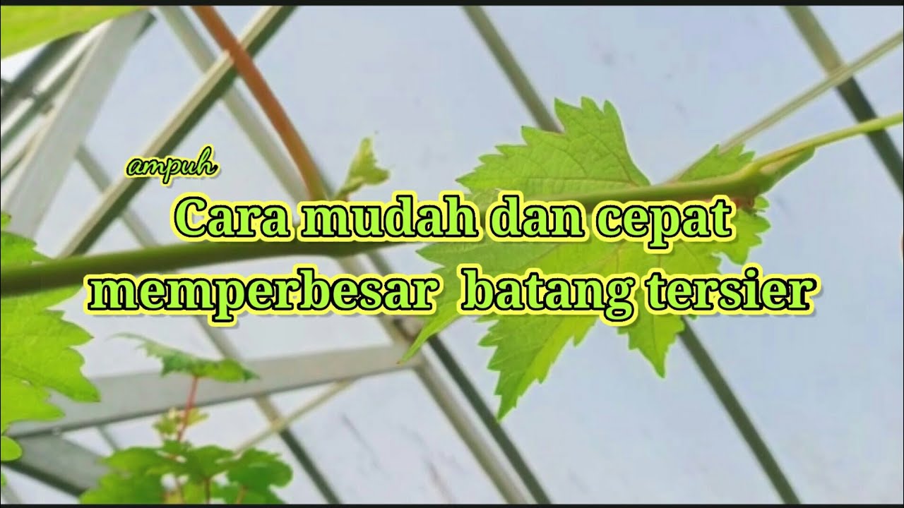 Cara mudah dan cepat memperbesar batang tersier