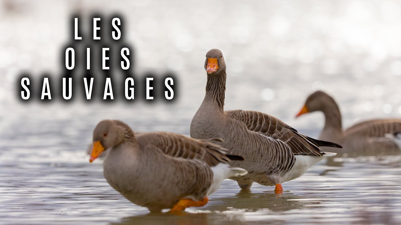Les Oies cendrées du Domaine des Oiseaux
