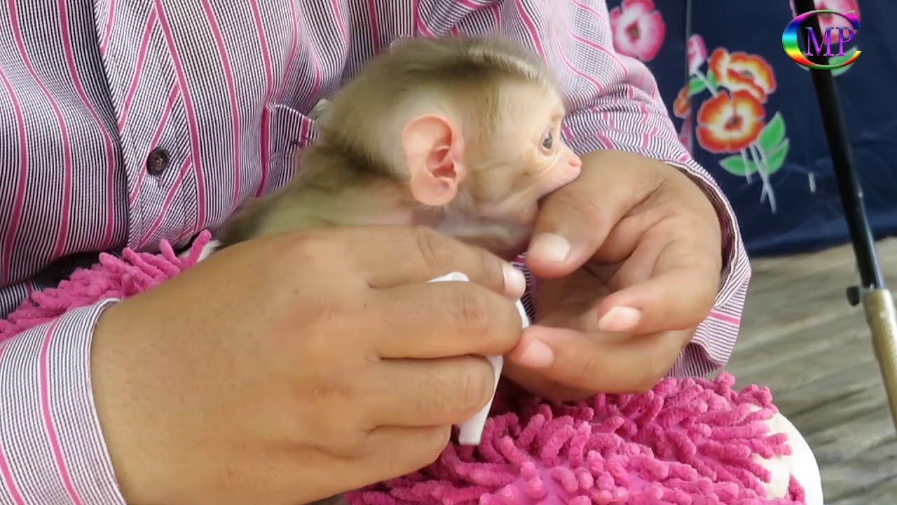 Cutest  Baby Pigtail Infant Monkey Crying Loudly Hungry Milk,Pity Baby Monkey