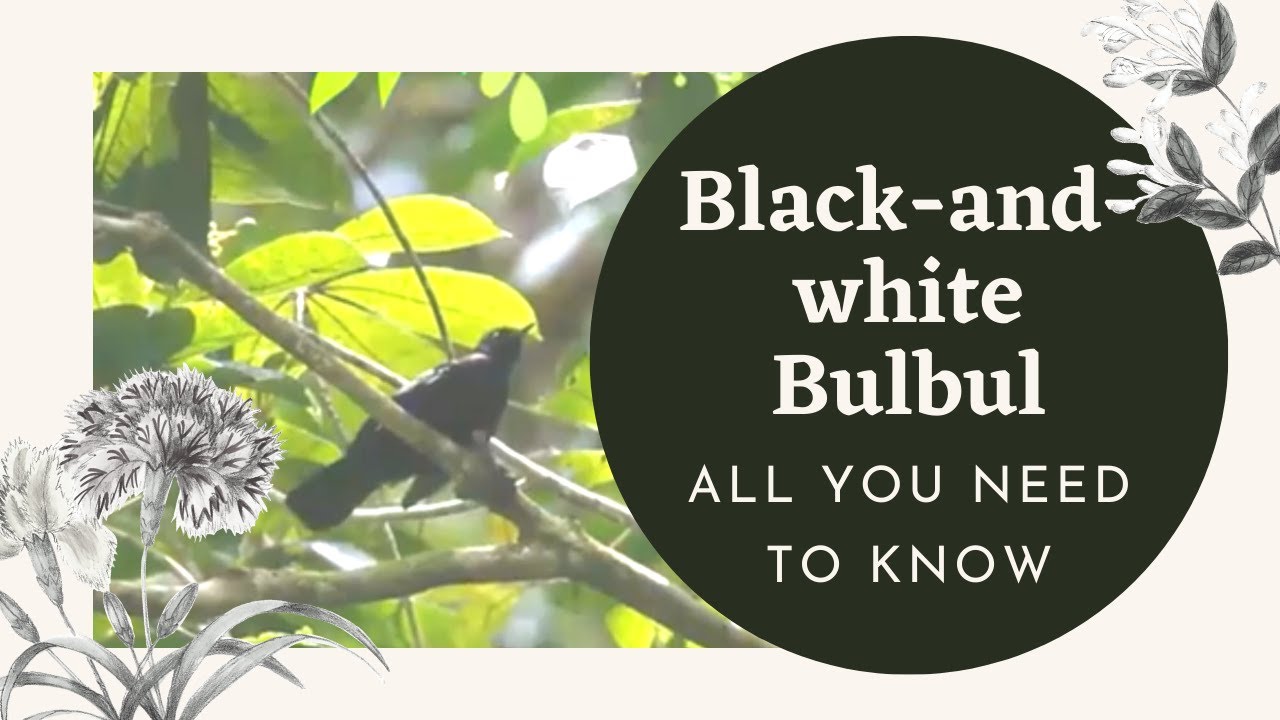 Black-and-white Bulbul facts 🦜 found on the Malay Peninsula, Sumatra, and Borneo