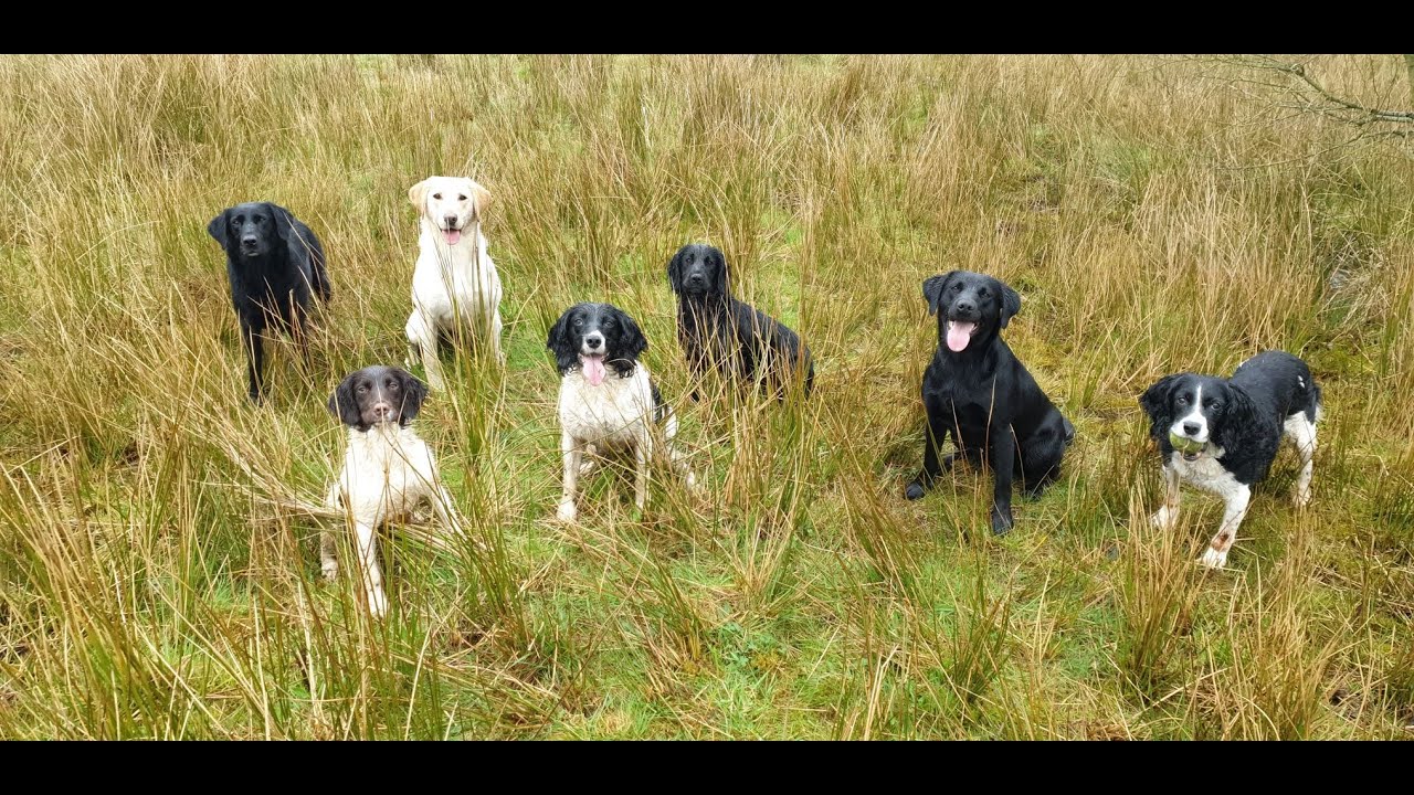 Gundog training...Scent line training with cocker spaniel pup..