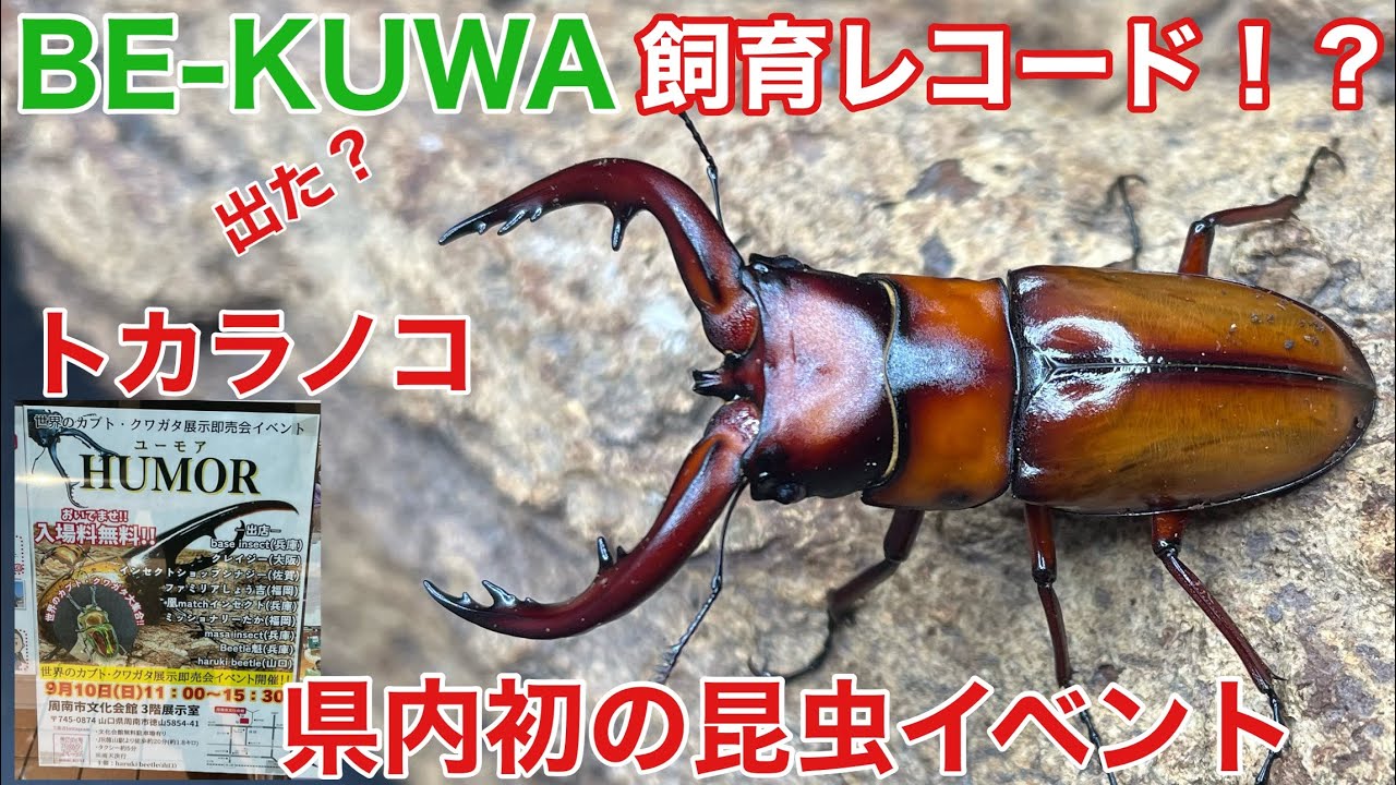 【BE-KUWA】トカラノコギリクワガタ出るか？飼育レコード！？～県内初の昆虫イベント【ビークワ】