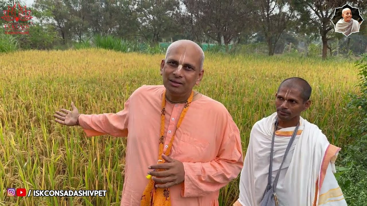 | ఇస్కాన్ సదాశివపేటలో సేంద్రియ వ్యవసాయం | Organic Farming | ISKCON Sadashivpet | #organic #farming