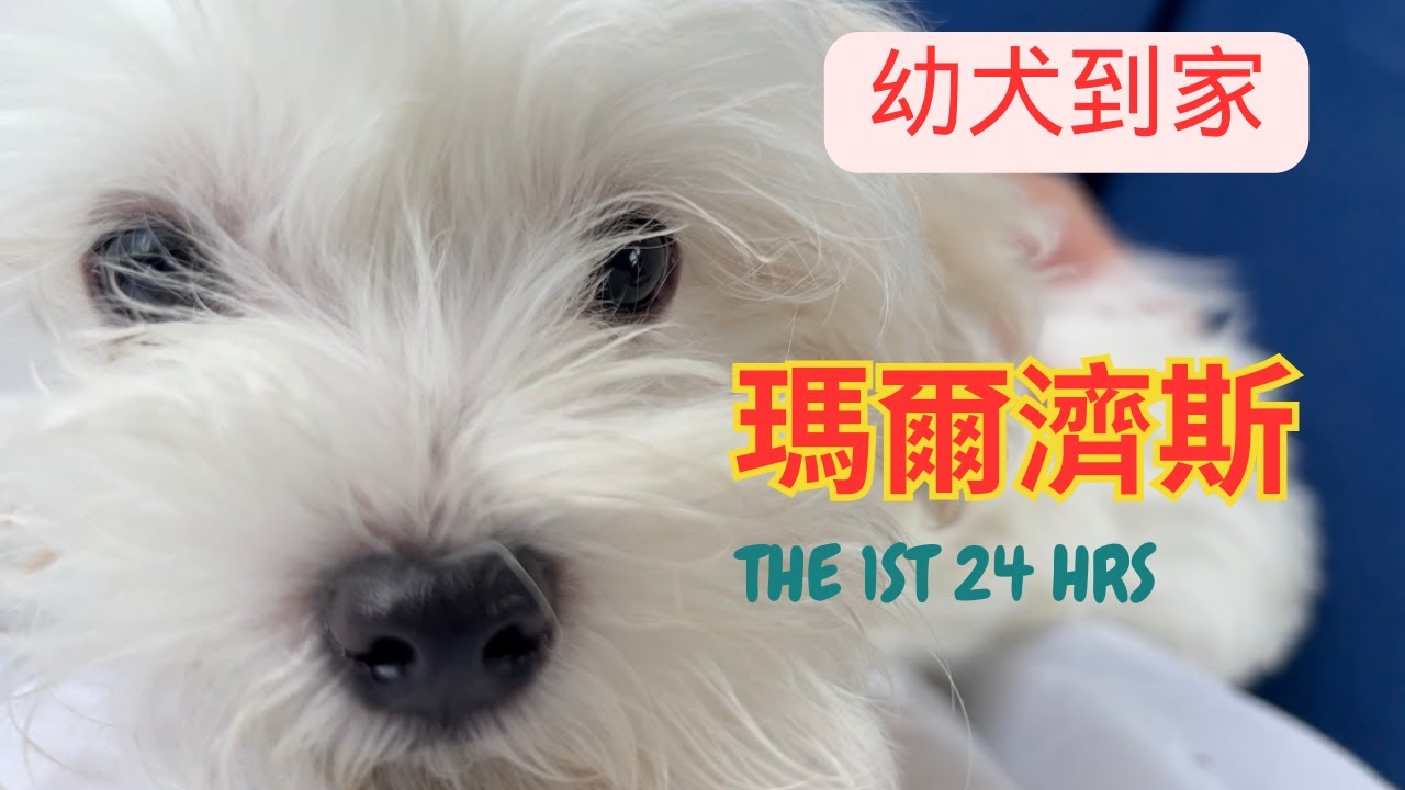 瑪爾濟斯幼犬3個月大到新家的第一個24小時 養狗新手 狗狗半夜會不會一直哭 瑪爾濟斯希旺 馬爾濟斯幼犬 [英國生活]