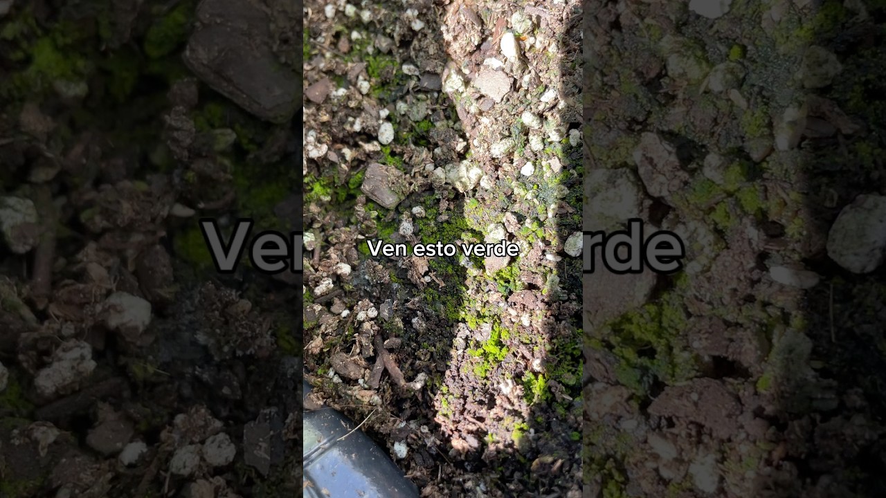 Verd&iacute;n - Sustrato pasado de humedad 💦. En invierno nuestras plantas necesitan menos agua.