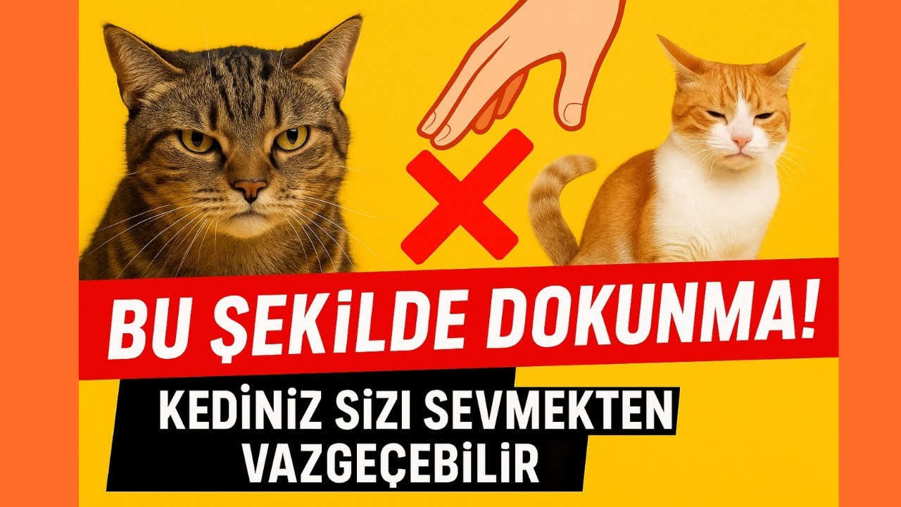 Kedilere Asla Dokunmamanız Gereken Yerler! – Kediyle Temasın Altın Kuralları