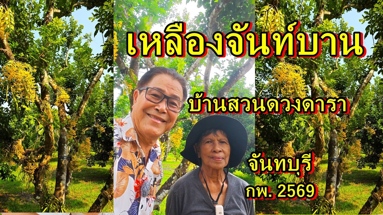 เหลืองจันท์ บ้านสวนดวงดารา กพ. 2569,อ.แน่งน้อย ดวงดารา,อนันต์ เข็มทอง
