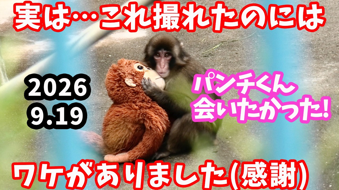 【感動】久しぶりのパンチくん❗️朝からすごかった!! 市川市動植物園のニホンザル【パンチくん🐵】がんばれパンチ