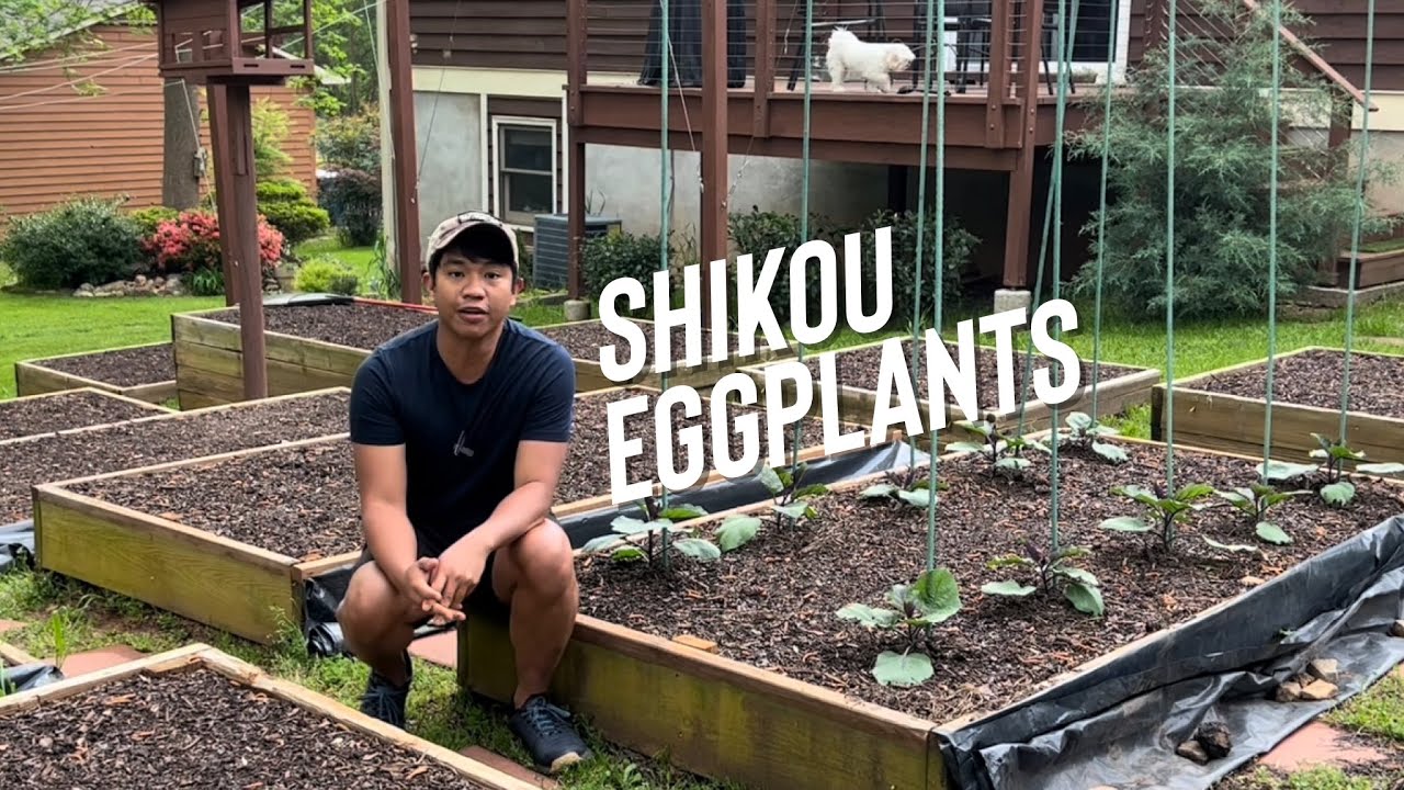Shikou Japanese Eggplant