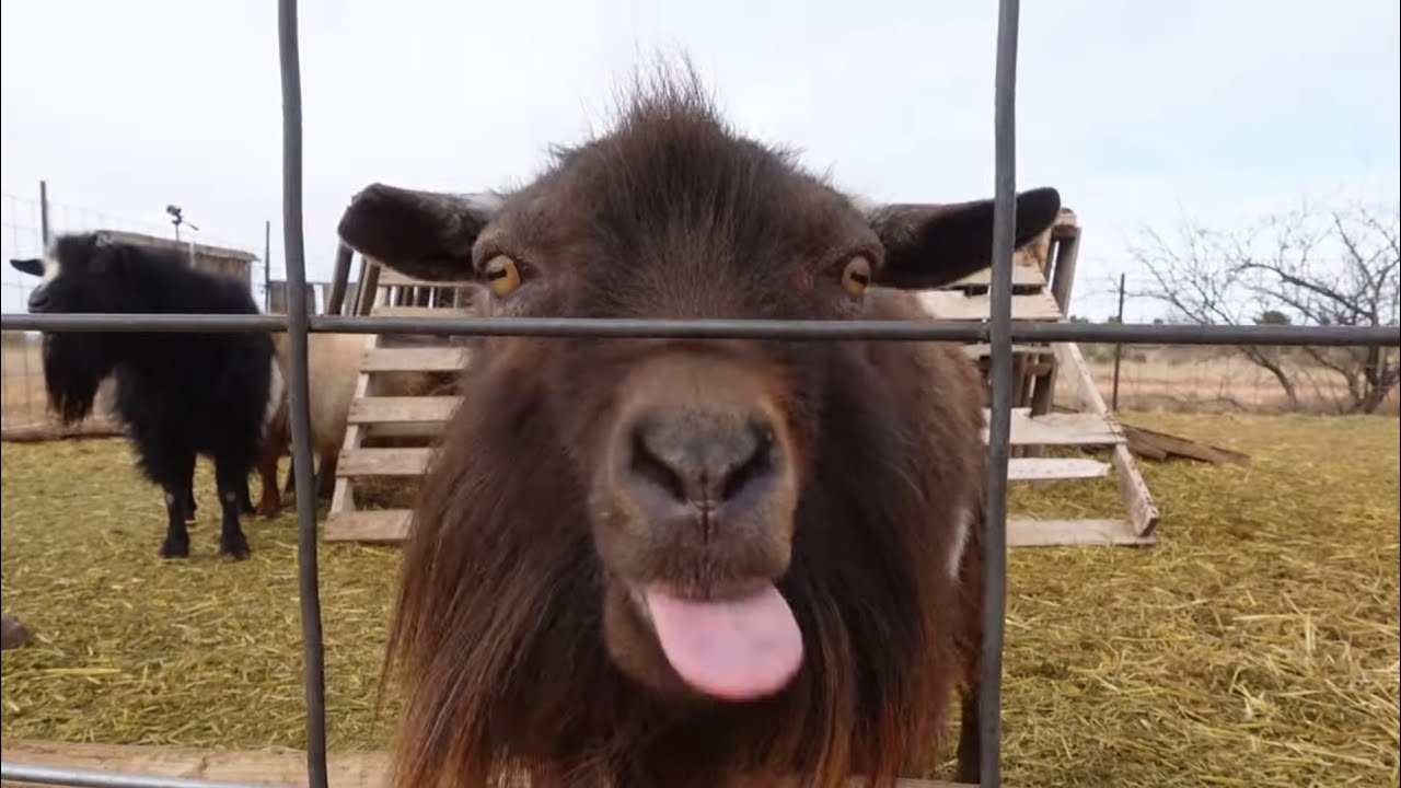 Bucks Need Lovin Too!